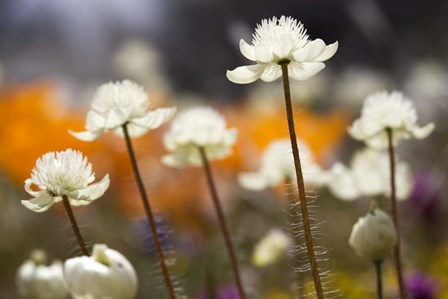 Antelope Valley I by Janice Sullivan art print