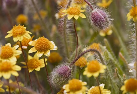 Antelope Valley Wildfowers by Janice Sullivan art print