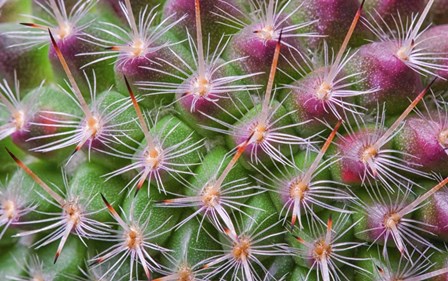 Cactus II by Janice Sullivan art print