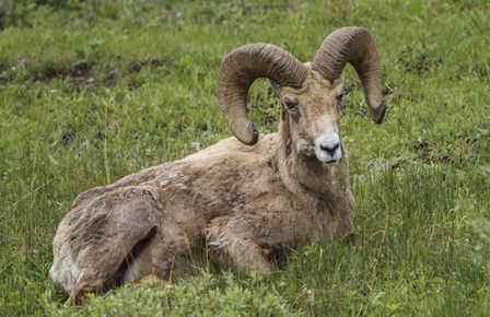 Big Horn Ram Yellowstone by Galloimages Online art print
