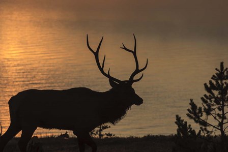 Bull Elk at Sunrise by Galloimages Online art print