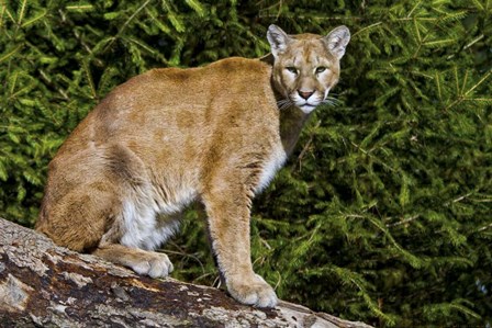 Cougar by Galloimages Online art print