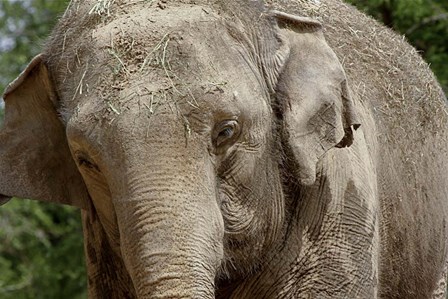 Elephant by Galloimages Online art print