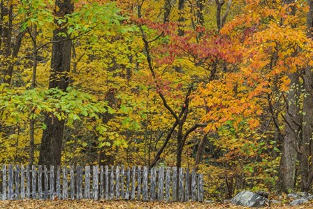 Fall Fence Scene by Galloimages Online art print