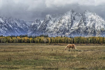 Fine Dining In The Tetons by Galloimages Online art print