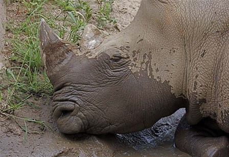 Rhino by Galloimages Online art print