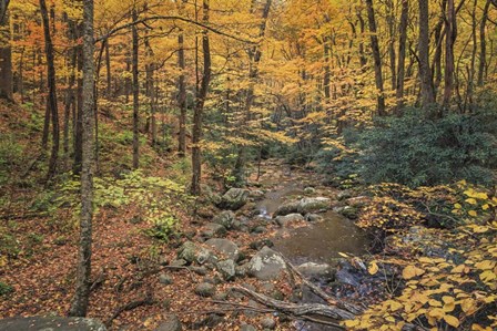 Roaring Fork Stream by Galloimages Online art print
