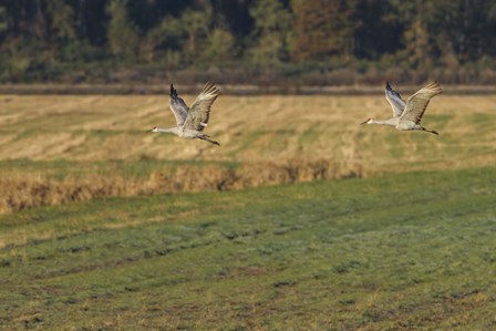 Sandhills Take Flight by Galloimages Online art print