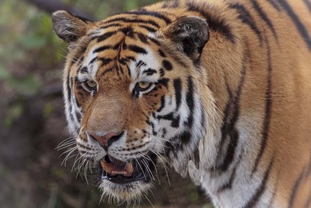 Tiger by Galloimages Online art print