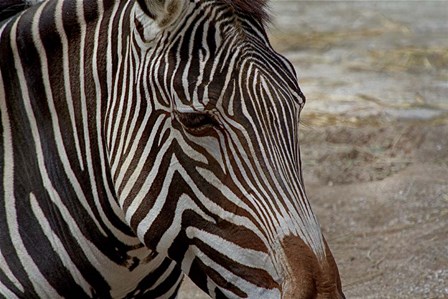 Zebra by Galloimages Online art print