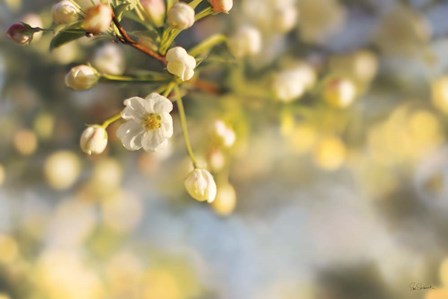 Blush Blossoms II by Sue Schlabach art print