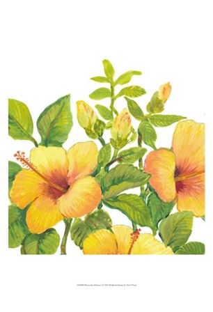 Watercolor Hibiscus I by Timothy O&#39;Toole art print