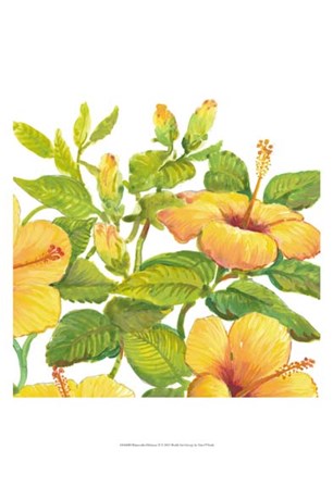 Watercolor Hibiscus II by Timothy O&#39;Toole art print