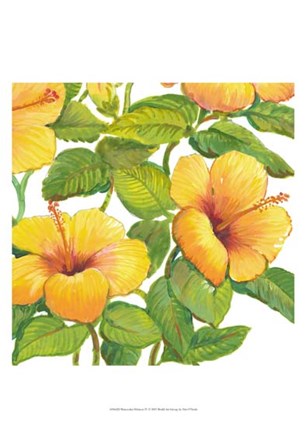 Watercolor Hibiscus IV by Timothy O&#39;Toole art print