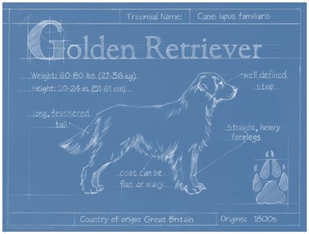 Blueprint Golden Retriever by Ethan Harper art print