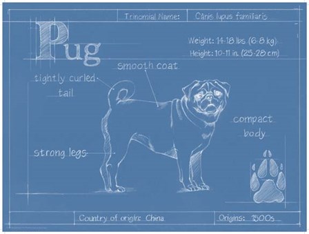 Blueprint Pug by Ethan Harper art print