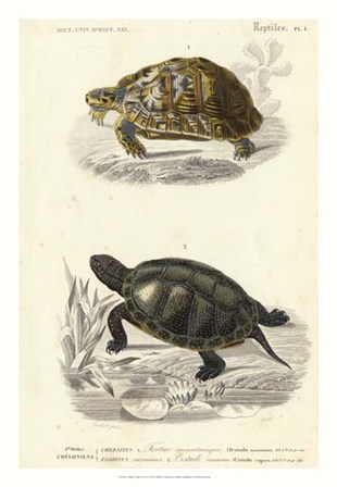 Antique Turtle Duo II by Oudart art print