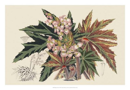 Begonia Varieties I by Stroobant art print