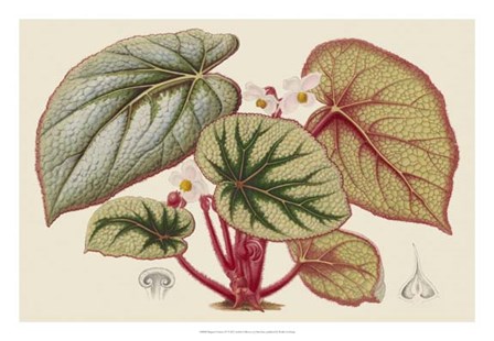 Begonia Varieties IV by Stroobant art print