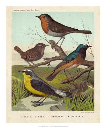 Robin, Wren &amp; Redstart by Cassell art print