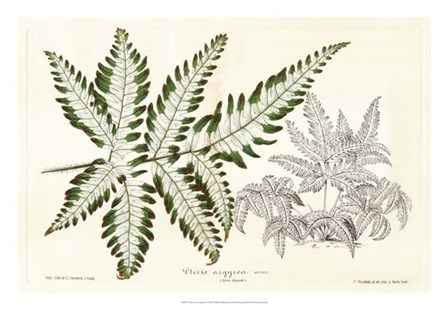 Fern Leaf Foliage II by Stroobant art print