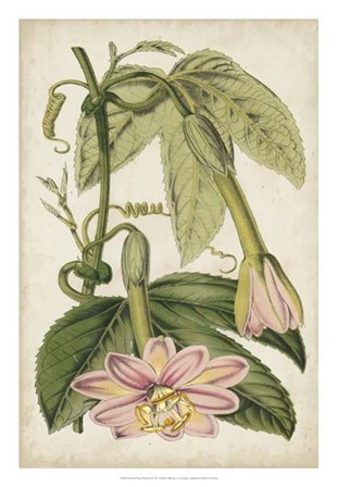 Passion Flower Botanical by Stroobant art print