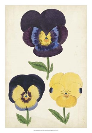 Antique Pansies I art print