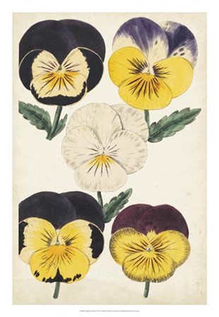 Antique Pansies II art print