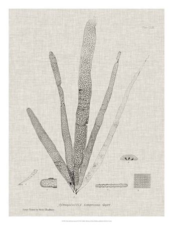 Charcoal &amp; Linen Seaweed II by Henry Bradbury art print