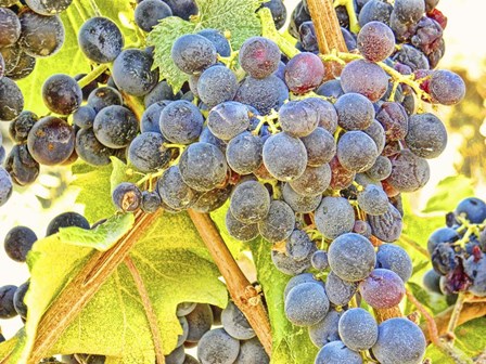 Trip Grapes by Liz Zernich art print