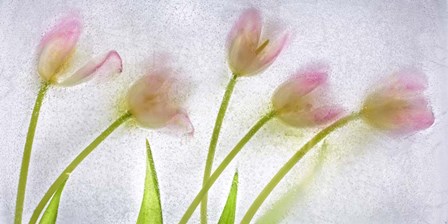 Flores Congeladas 3646 by Moises Levy art print