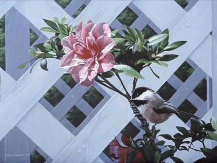 White Lattice by Ron Parker art print