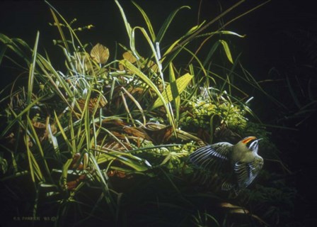 Golden Crowned Kinglet by Ron Parker art print