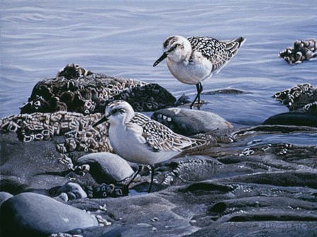 Sanderlings by Ron Parker art print