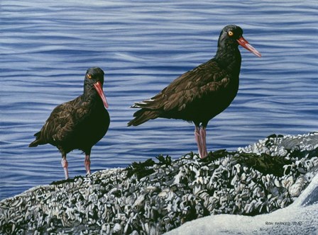 Oyster Catchers by Ron Parker art print