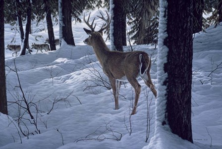 Whitetail &amp; Wolves by Ron Parker art print