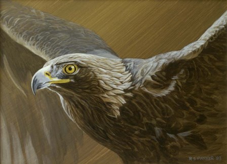 Golden Eagle by Ron Parker art print