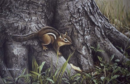 Wary Glance by Ron Parker art print