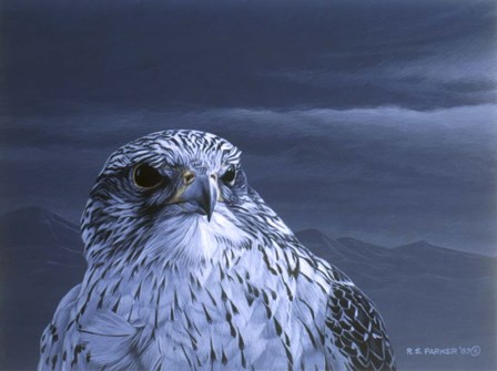 Gyr Falcon Portrait by Ron Parker art print