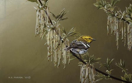 Black Throated Green Warbler by Ron Parker art print