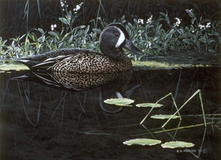 Teal On Water by Ron Parker art print