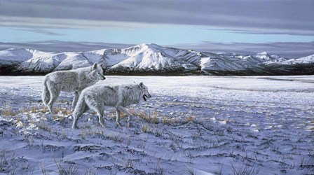 First Snow - Arctic Wolves by Ron Parker art print