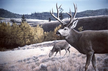 Mule Deer In Aspen by Ron Parker art print