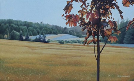 Autumn Maple by Ron Parker art print