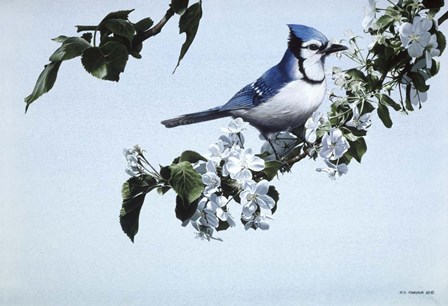 Apple Blossoms And Bluejay by Ron Parker art print