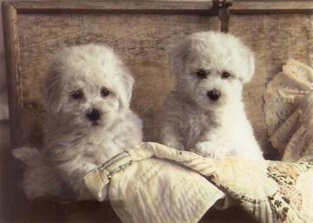 Twice As Nice by Sharon Forbes art print