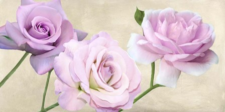 Rose Classiche by Serena Biffi art print