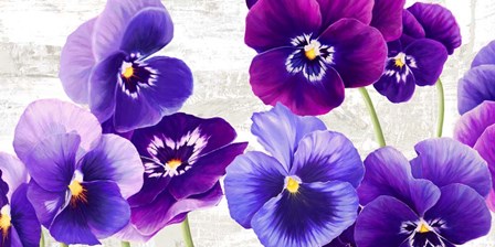 Dance of Pansies by Jenny Thomlinson art print