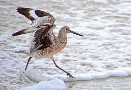 Frolicking In Waves by Bruce Nawrocke art print