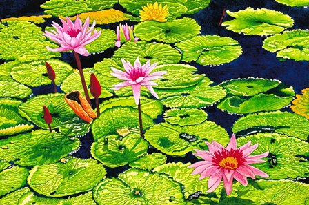 Water Lilies II by Thelma Winter art print